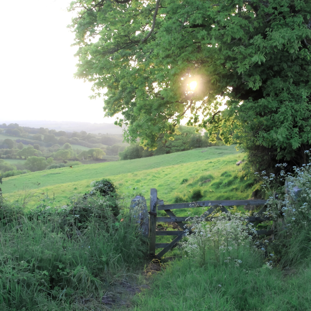 *春和花野：사랑、romantic（見花の则喜）