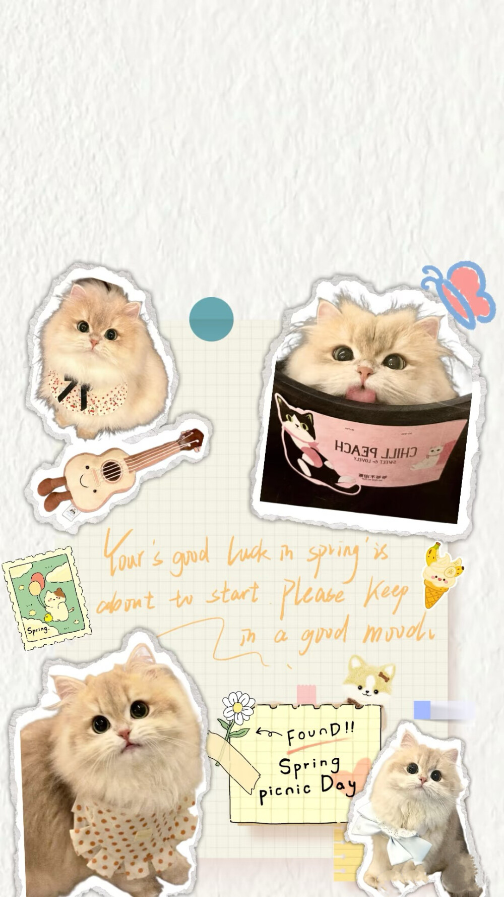 可爱猫猫壁纸