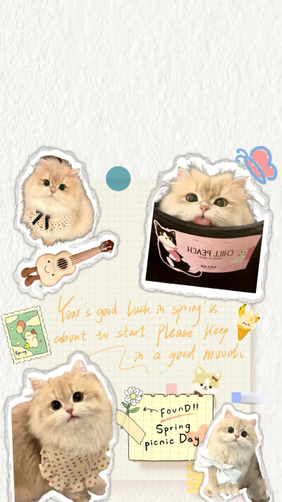 可爱猫猫壁纸