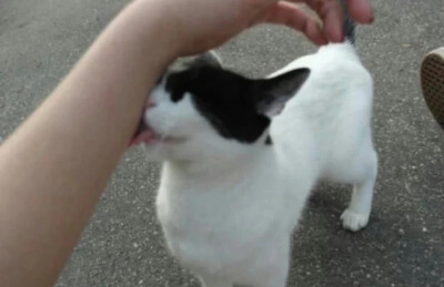   ^›⩊‹^ ੭  