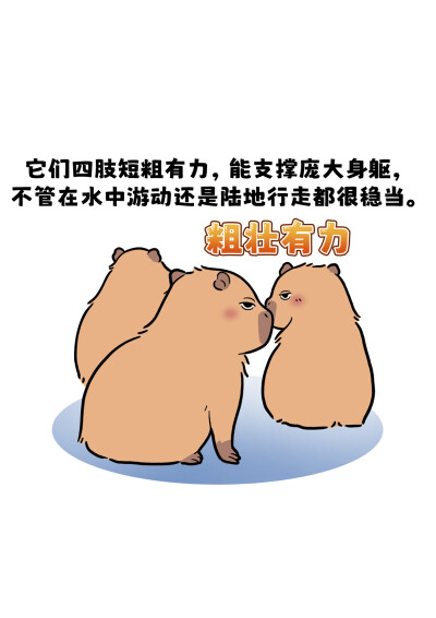 水豚憨态可掬的外表
﻿﻿@艾瑞巴蒂EveryBuddy﻿ ﻿@知识薯﻿ ﻿@薯宝宝﻿ ﻿@人文薯﻿ #巴蒂和她的朋友们#拥抱自然开心每一程#巴蒂魔法学院#原创漫画#科普#海洋#趣味知识科普﻿#水豚#卡皮巴拉