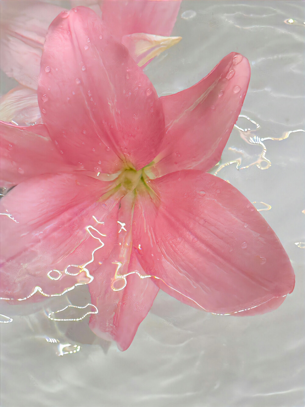 百合花背景图