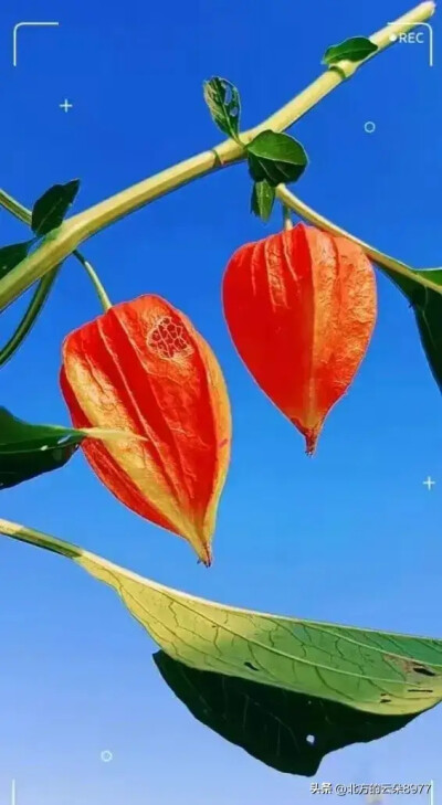 栾树