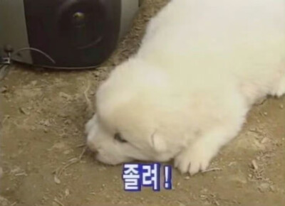 ૮₍ ᵔ⤙ᵔ ₎ა
