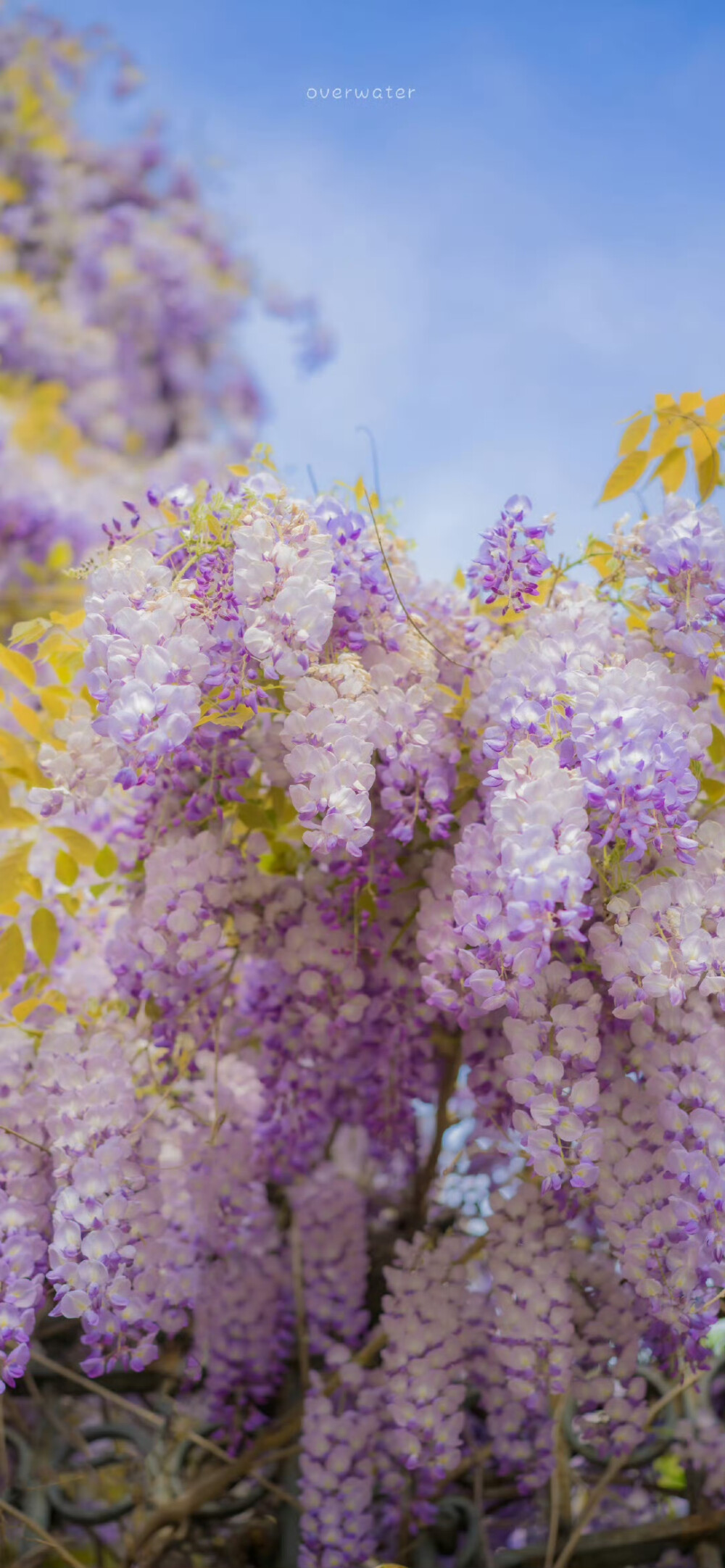 科莫湖
「壁纸版」