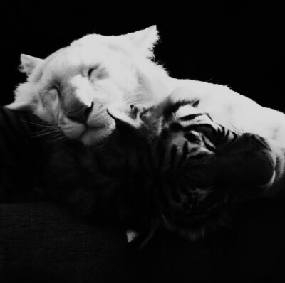 Gothic Castle Whispers-哥特古堡密语-