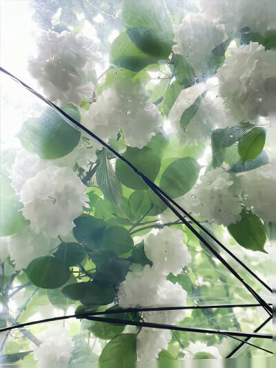绿色系背景图 花朵背景图