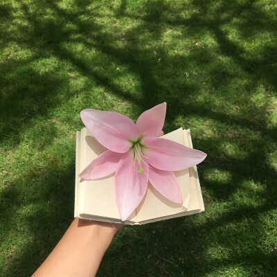 百合花背景图