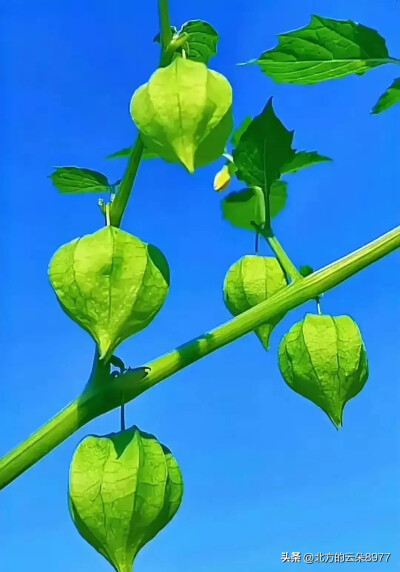 栾树