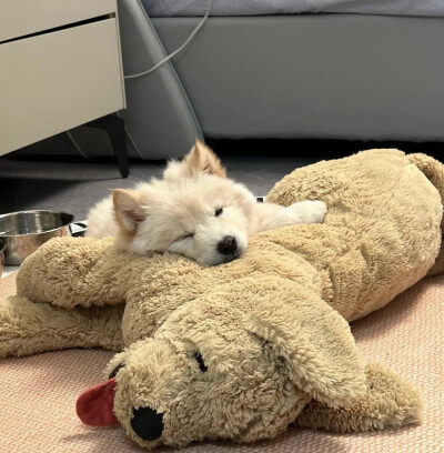 小狗