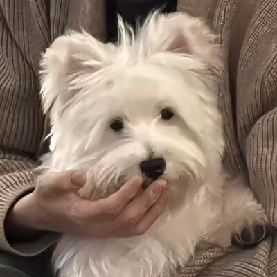 此为情头一对