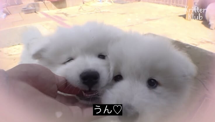૮₍ ᵔ⤙ᵔ ₎ა
