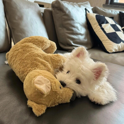 小狗