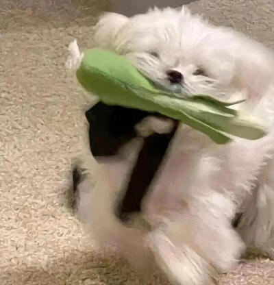 可爱小狗头像