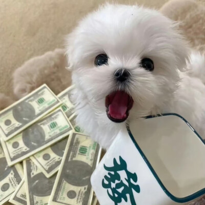 可爱小狗头像