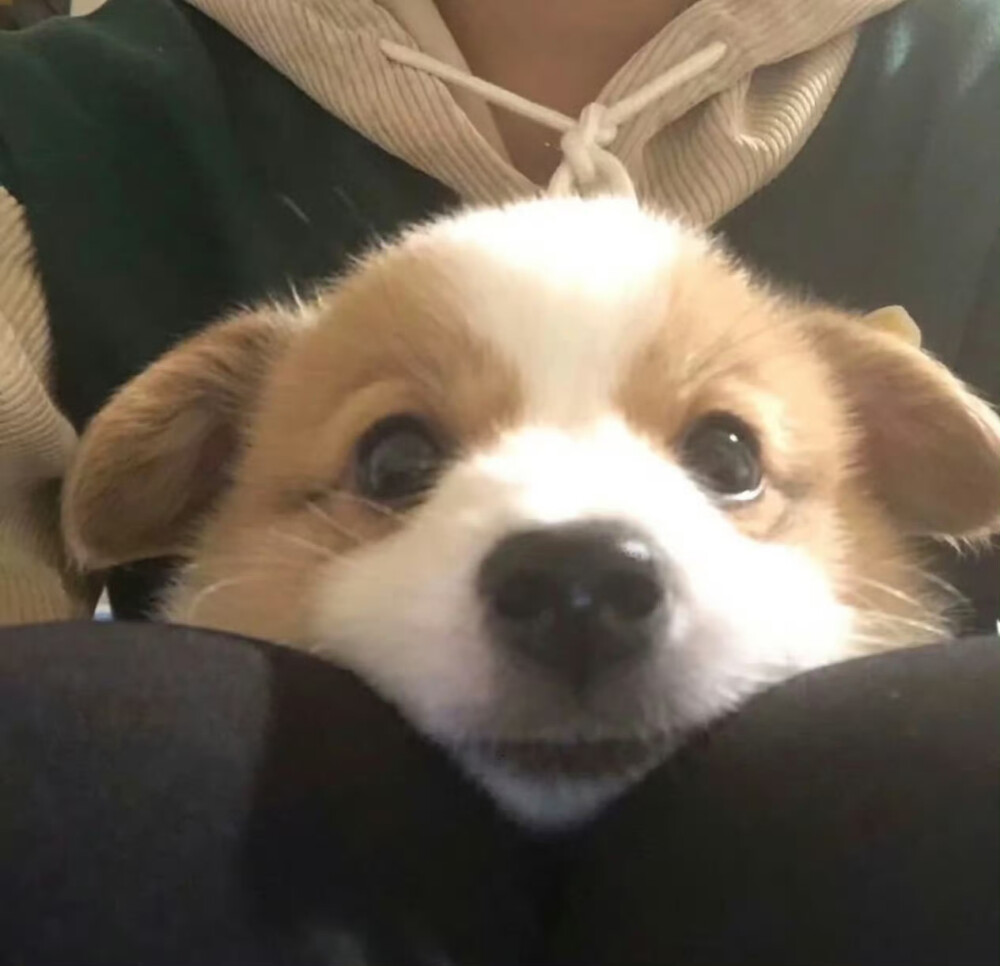 可爱小狗头像