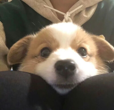 可爱小狗头像