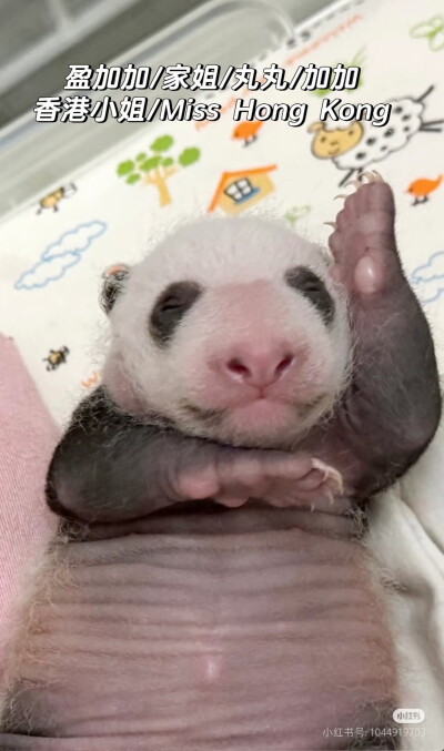 熊猫