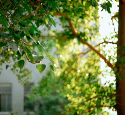 树影摇晃的午后，仿佛听到了蝉鸣…