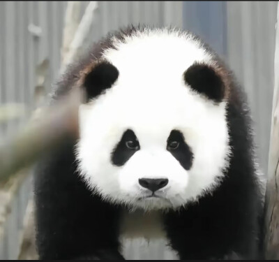 珍不高兴