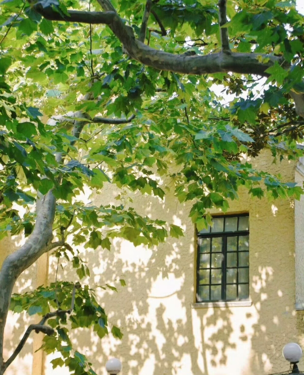 树影摇晃的午后，仿佛听到了蝉鸣…