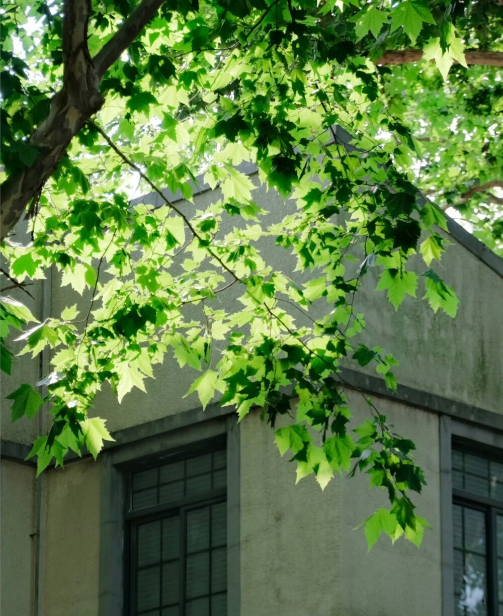 树影摇晃的午后，仿佛听到了蝉鸣…