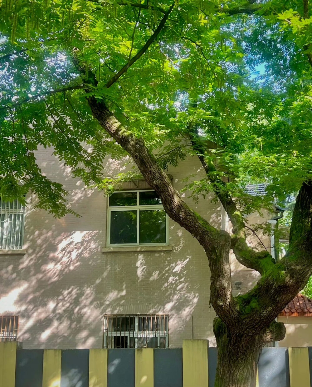 树影摇晃的午后，仿佛听到了蝉鸣…