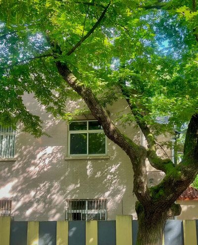 树影摇晃的午后，仿佛听到了蝉鸣…