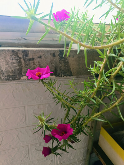 日常