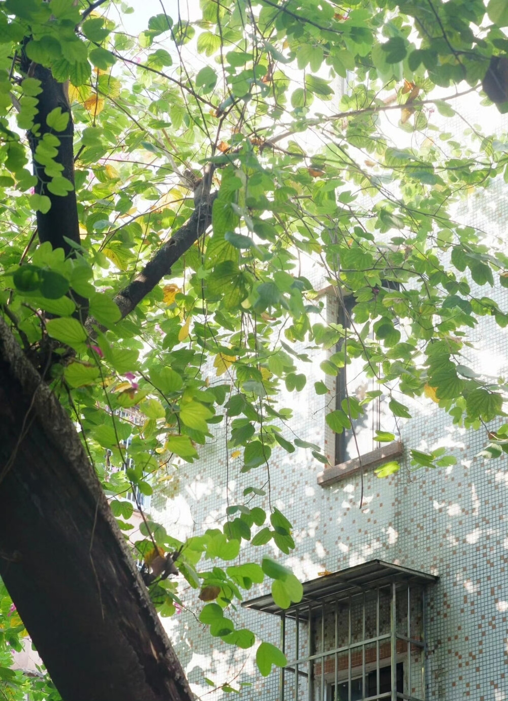 树影摇晃的午后，仿佛听到了蝉鸣…