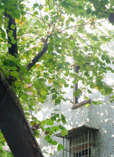 树影摇晃的午后，仿佛听到了蝉鸣…