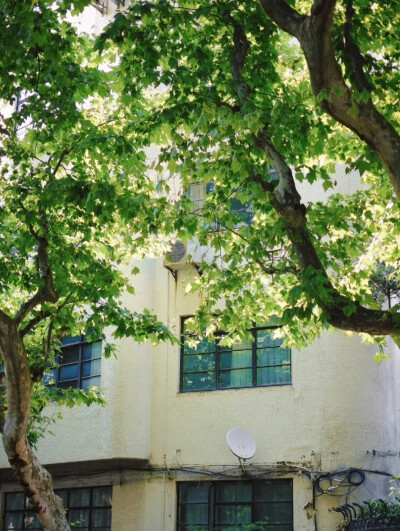 树影摇晃的午后，仿佛听到了蝉鸣…