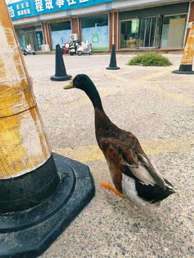日常