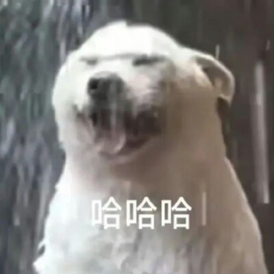 表情包