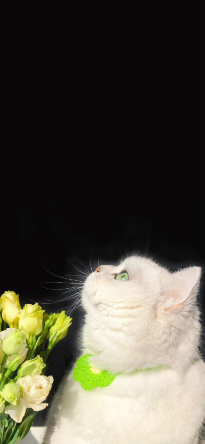 壁纸
