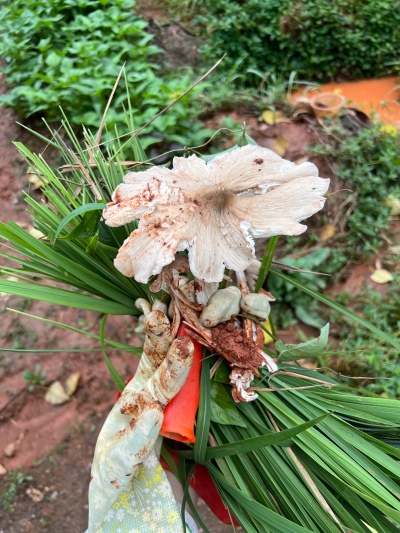 勤恳种菜三个月，自己种的菜没吃上几顿（P2～P9），旁边种菜阿姨送的菜快要吃不完了（P1），路过阿姨那片已经把土地和架子淹没的豆角地，就能看到我搭的光秃秃的豆角架子和南瓜架子，...还有被我不小心烧死的台湾苹…