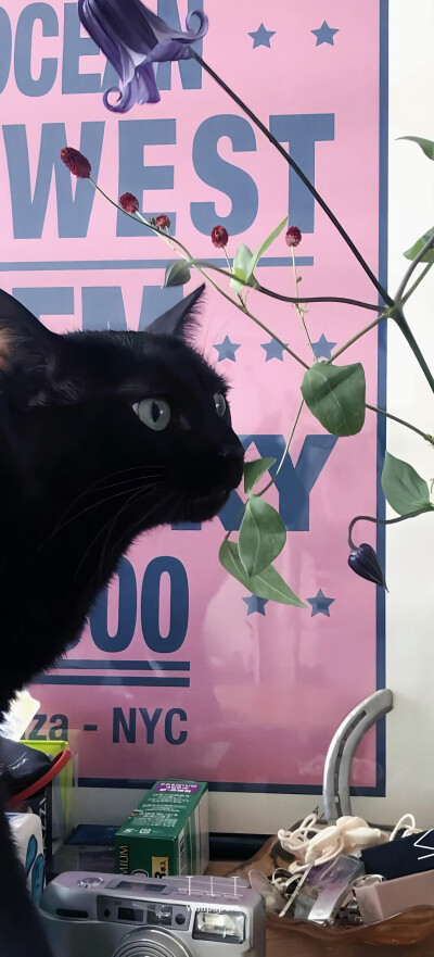 猫咪壁纸
