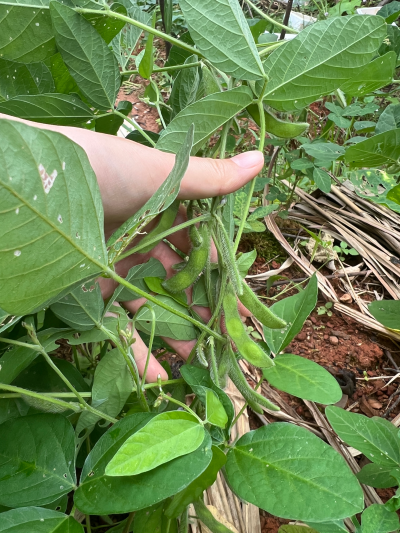 勤恳种菜三个月，自己种的菜没吃上几顿（P2～P9），旁边种菜阿姨送的菜快要吃不完了（P1），路过阿姨那片已经把土地和架子淹没的豆角地，就能看到我搭的光秃秃的豆角架子和南瓜架子，...还有被我不小心烧死的台湾苹…