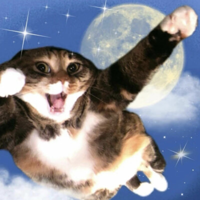 猫咪头像