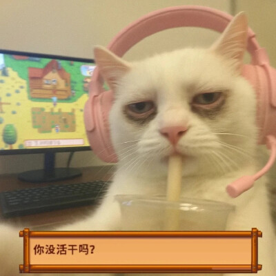 小猫头像