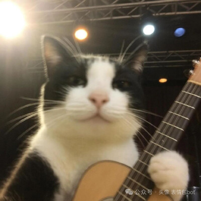 小猫头像
