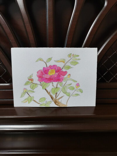 10 山茶（绘画 | 水彩 | 果花甘04）
2018.06.24
“意欣含化霢，容止丽朝阳。赪玉雕瑜质，彤云绚卿光。”
一大朵山茶，荣耀地盛开在枝头，宣告着冬春时节的欣欣向荣。
山茶，花形鹤舞，饱满如座，似供那些得道的昆…