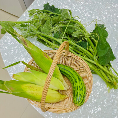 今日菜地收获：
我的菜地：三颗醋栗番茄
阿姨送的：一大把南瓜尖尖、三根玉米和一个sao（读第一声）瓜，这个瓜没见过，也不知道这个字怎么写，有没有人知道它到底叫什么呀？