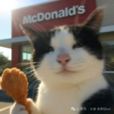 小猫头像