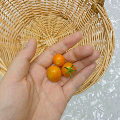 今日菜地收获：
我的菜地：三颗醋栗番茄
阿姨送的：一大把南瓜尖尖、三根玉米和一个sao（读第一声）瓜，这个瓜没见过，也不知道这个字怎么写，有没有人知道它到底叫什么呀？