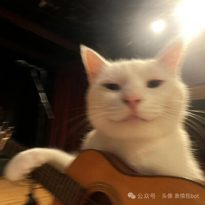 小猫头像