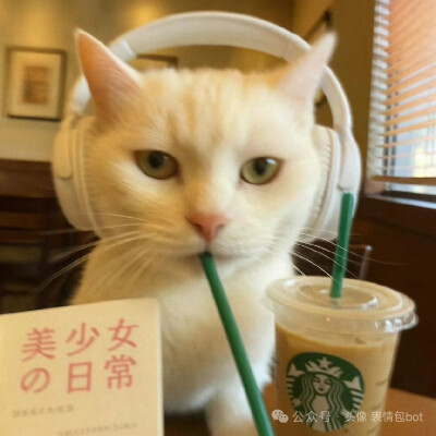 小猫头像