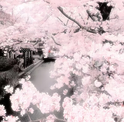 さくら // sakura . 川井春希