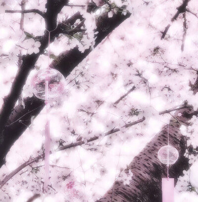 さくら // sakura . 川井春希