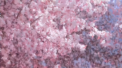 さくら // sakura . 川井春希